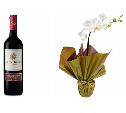 Orquídea 12