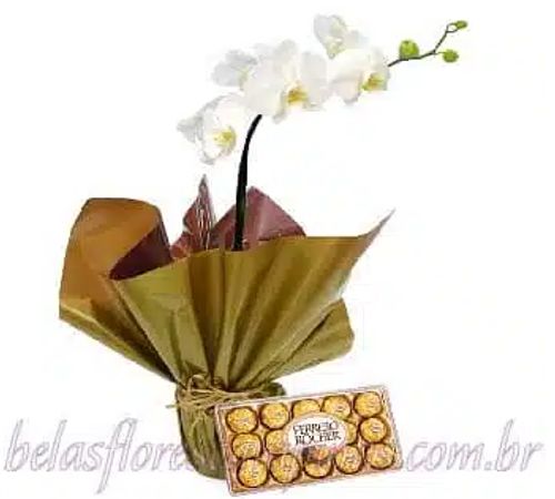 Orquídea - CMM6