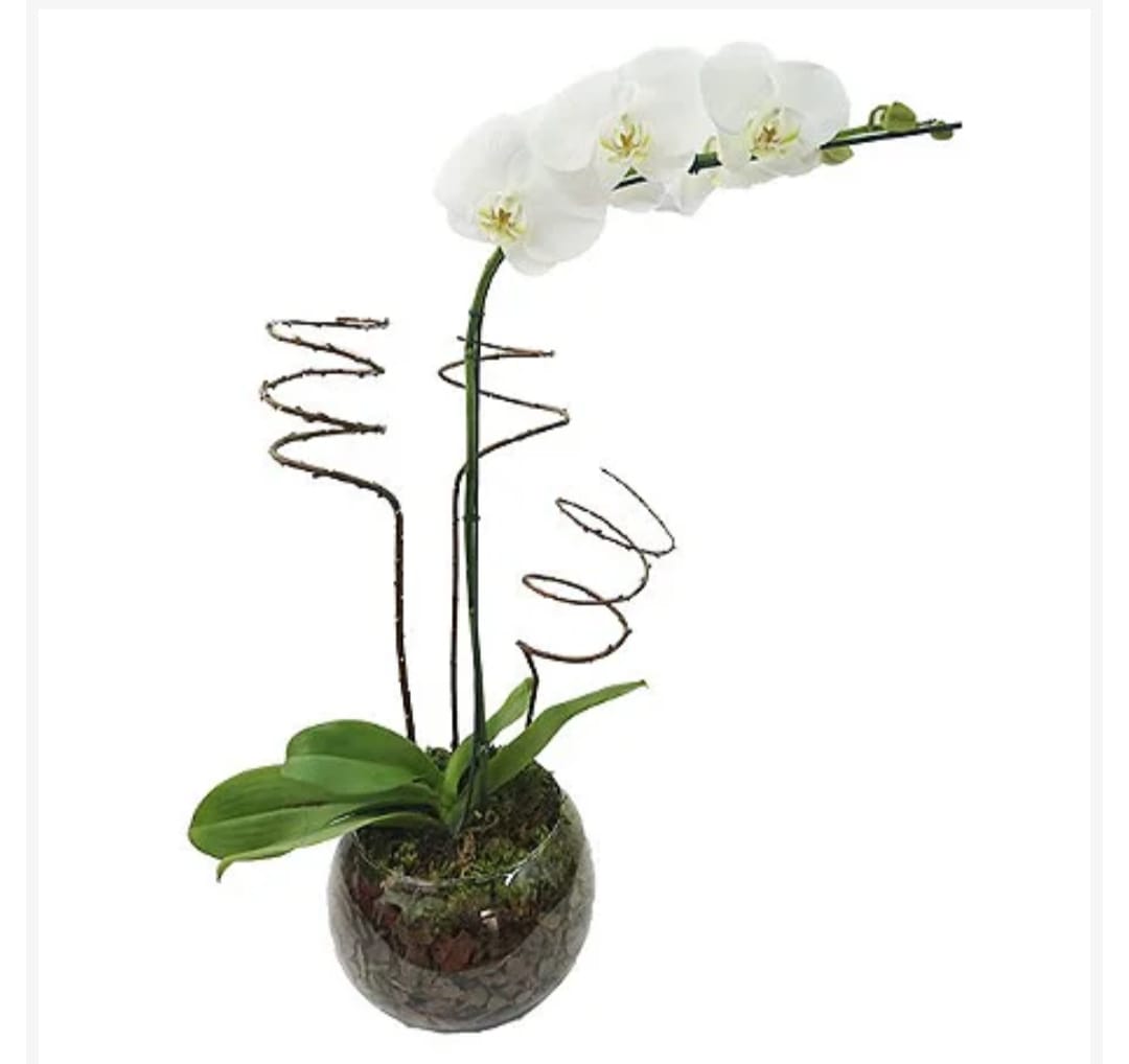 Orquídea Branca no Aquário