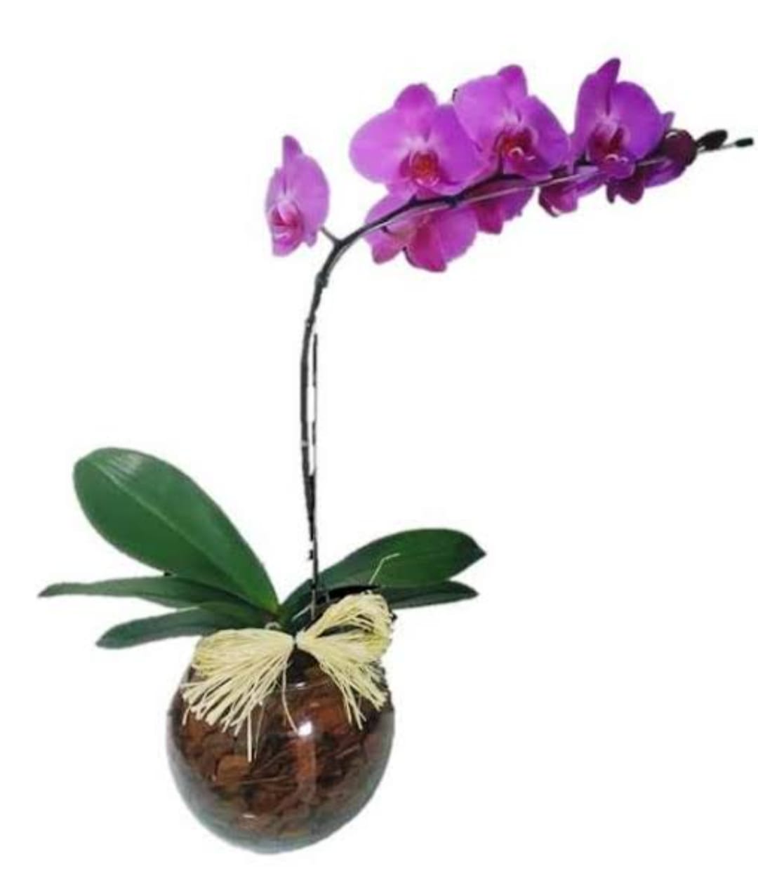 Orquídea Pink/Rosa no Aquário