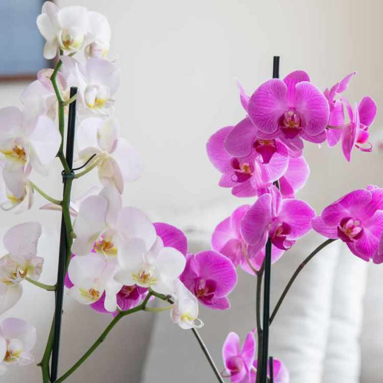 Orquídeas