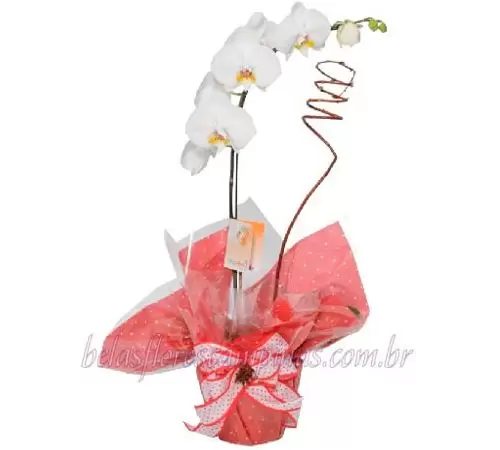 Orquídea 11