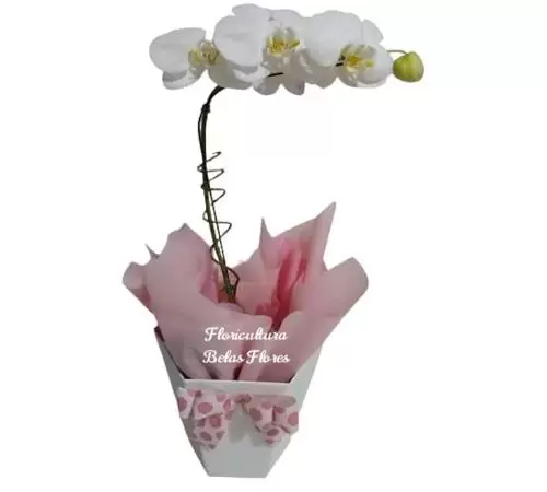 Orquídea Carinho