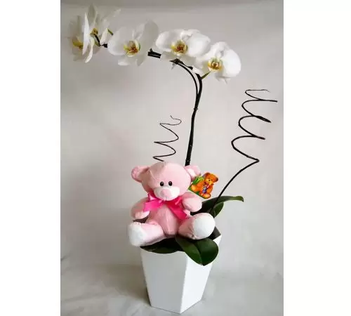 Orquídea Maternidade Menina