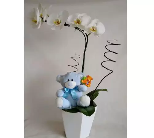 Orquídea Maternidade Menino