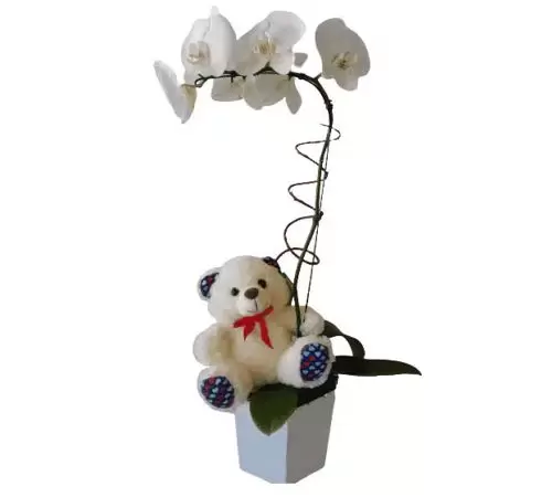 Orquídea Maternidade