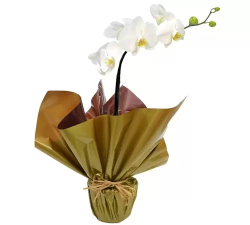 Orquídea R1