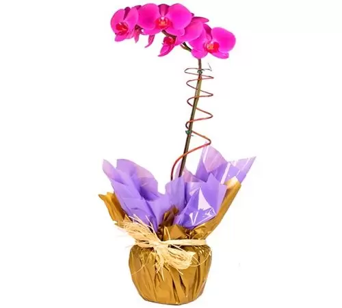 Orquídea – R3
