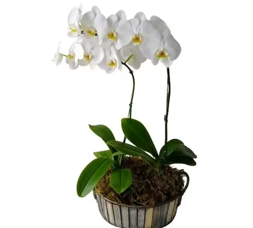 Orquídea R8
