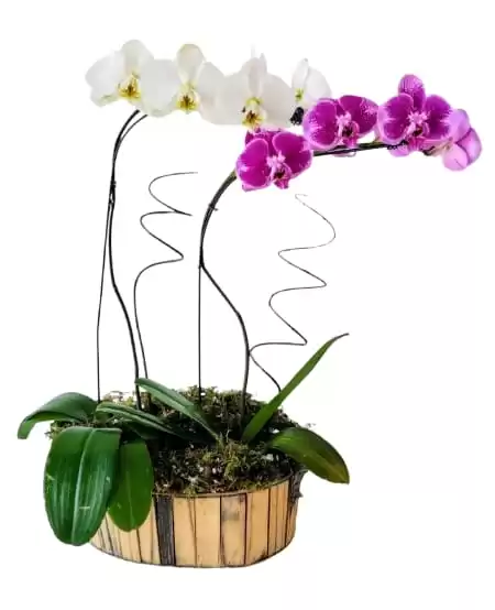 Orquídea Dupla Duas Cores R17
