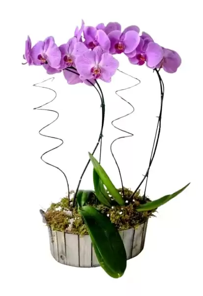 Orquídea Dupla Pink R14