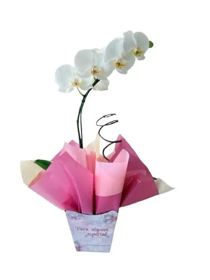 Orquídea Especial Mulher