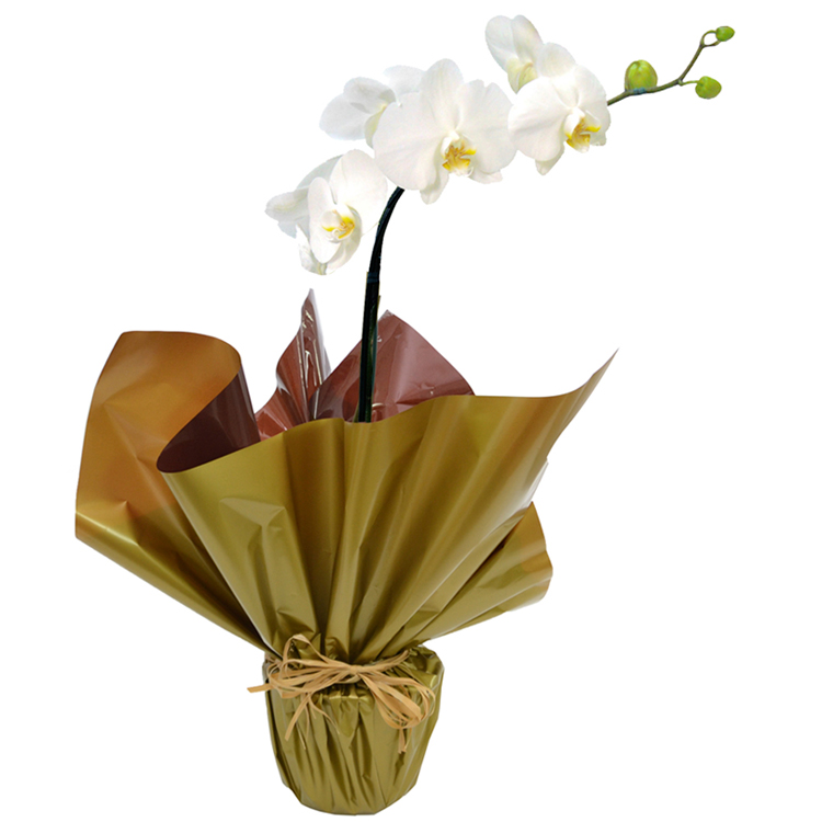 orquidea phaleanopsis branca presente