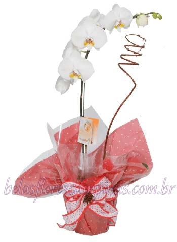 Orquídea 11 - Floricultura Online Belas Flores Campinas 24 horas, Buques,  Cestas, Arranjos, Coroas e Arranjos Fúnebres - Campinas e Região