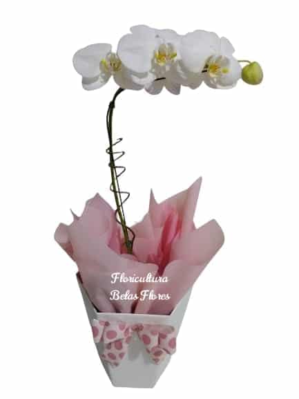 Orquídea Carinho - Floricultura Online Belas Flores Campinas 24 horas,  Buques, Cestas, Arranjos, Coroas e Arranjos Fúnebres - Campinas e Região